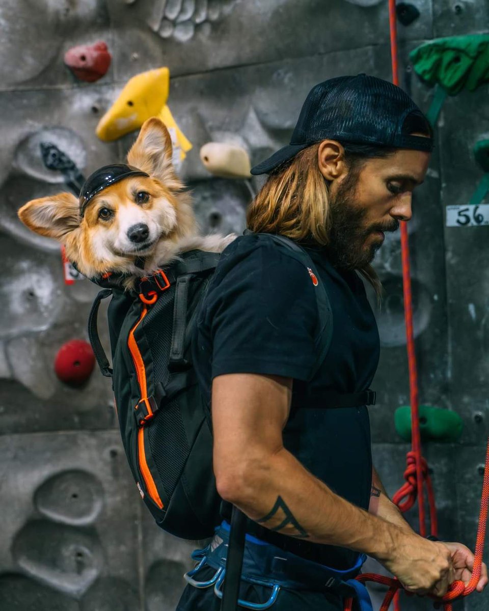 AshleyESanders's tweet photo. I can’t even describe this… first off how damn good does Jared look, really. Smoke show 🔥💥 And then he has to bring a sweet companion into the mix with Maxine. Too too cute. Beautiful dog. I wish I could just hug them both. #JaredLeto #TimeFliesWhenYourHavingFun #Adventure https://t.co/GSINSFBv93