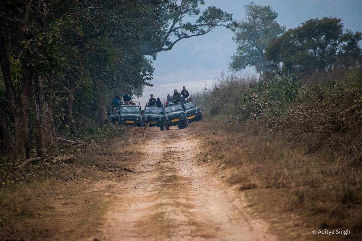 wildaddis's tweet photo. Uttrakhand, Jim Corbett Tiger Reserve, Dhikala, Thandi Road

Bring A Feel Wild Adventure 

@aditya.singhkushwaha
@wildaddis
Book Your Exclusive Safari - DM

#ranthambore #forest #tiger #uttrakhand #wildlifephotography #wildlife #Safari https://t.co/4LuDx3BjhY