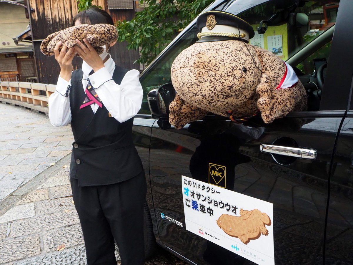 MKofficial_PR's tweet photo. ＭＫタクシー×京都水族館  

今年でオオサンショウウオのぬいぐるみを乗せて5年目！明日より155cmオオサンショウウオのぬいぐるみが乗るMKタクシーが3台運行いたします！相乗りになった場合、よろしくお願いします🚕#オオサンタクシー

運行期間：9/9(土)～9/30(土)
詳細：https://t.co/sdd0s3AQAs https://t.co/9mwJuOY0Aa