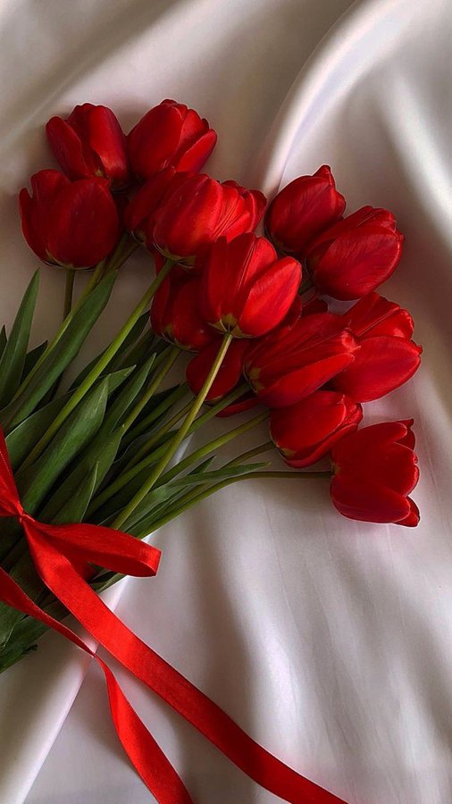#tulips red tulips