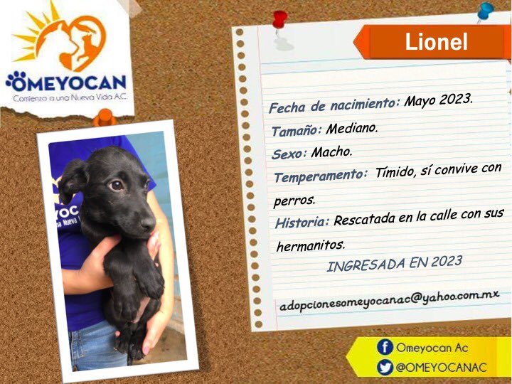 OMEYOCANAC's tweet photo. Conoce a los 🐾 👶🏻 cachorros en adopción!!!
ADOPTAR ES UN PACTO DE AMOR PARA TODA LA VIDA.....
 ☝🏻 Para 💖 adoptar,  ✏️escríbenos a 📧 adopcionesomeyocanac@yahoo.com.mx
Si deseas 🧚🏻‍♀ apadrinar, escribe a  📧 adopcionesvirtualesomeyocan@yahoo.com.mx ❤️ https://t.co/H5GYsTwLfg