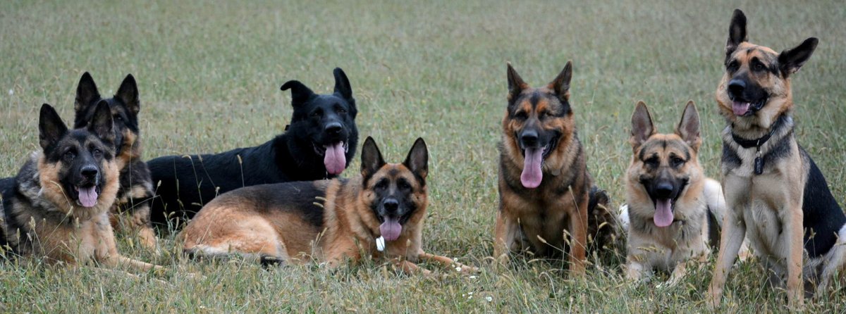 tom_9s's tweet photo. GSDs in training today in Ohio!
#germanshepherdlovers #gsddog #thegermanshepherdworld #gsdforlife #germanshepherdcentral #germanshepherddog #gsdlove #germanshepherdpuppy #dogsofinstagra #cutedogs #gsdloverstagram https://t.co/HvAw6mURQA