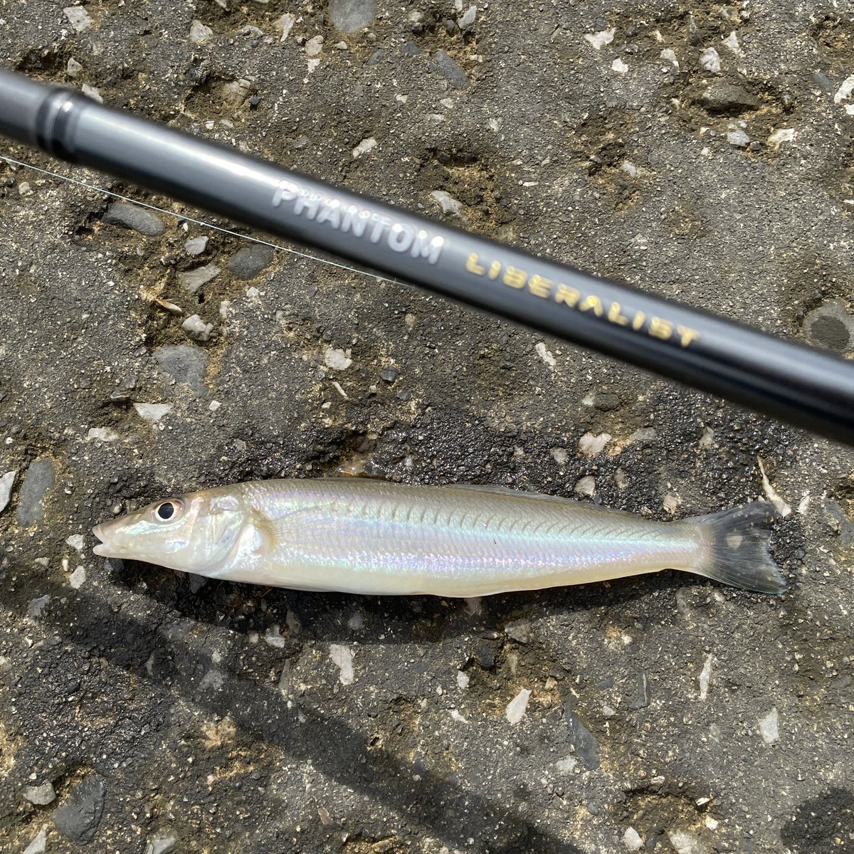 itonoknot's tweet photo. ちょい投げで、キス、アジ、セイゴ、チャリコ、ハゼ、メゴチ、カマス、カニ。

#daiwa #ダイワ #phantomliberalist #ファントムリベラリスト #イシゴカイ #釣り #fishing #キス #シロギス #四日市サーフ https://t.co/O3FILKj1I6