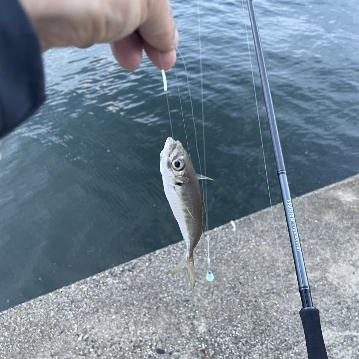 itonoknot's tweet photo. ちょい投げで、キス、アジ、セイゴ、チャリコ、ハゼ、メゴチ、カマス、カニ。

#daiwa #ダイワ #phantomliberalist #ファントムリベラリスト #イシゴカイ #釣り #fishing #キス #シロギス #四日市サーフ https://t.co/O3FILKj1I6