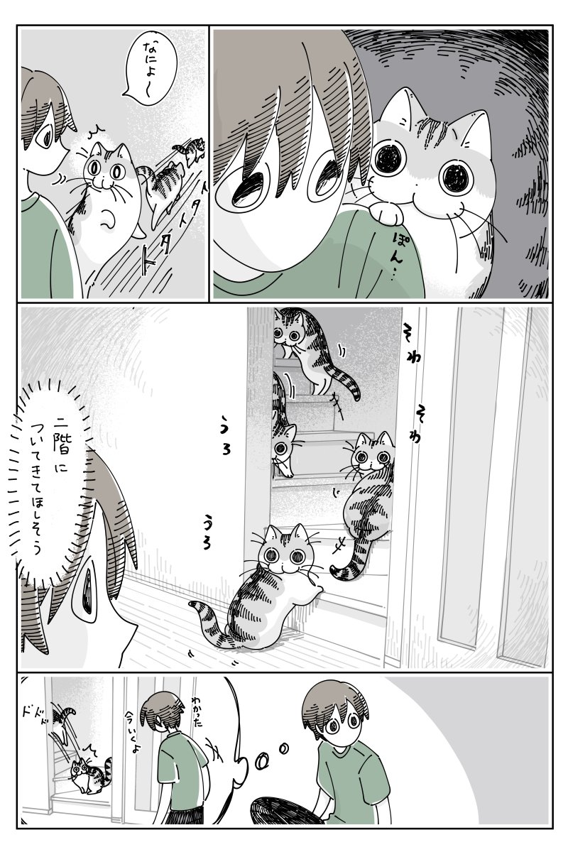 ついてきて欲しいネコ https://nekonavi.jp/catblog/archives/76026