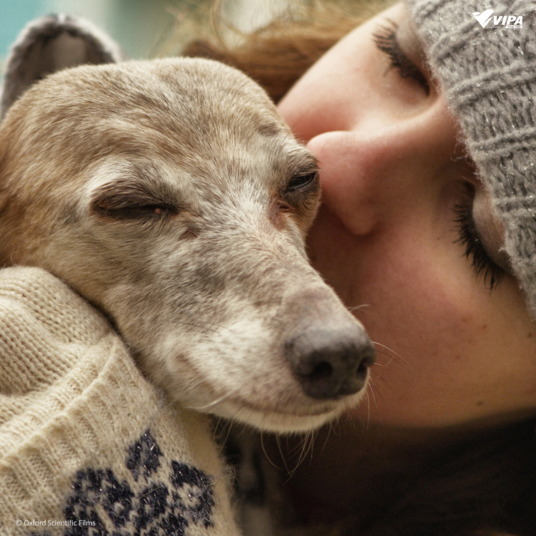 VIPAdotMe's tweet image. 🐶วันของเจ้าสี่ขา !  ทุกวันอาทิตย์ที่สองของเดือนกันยายนเป็น #วันกอดสุนัขแห่งชาติ ในปีนี้ตรงกับวันที่ 10 กันยายน 
วันนี้อย่าลืมกอดแสดงความรักน้อง ๆ ที่บ้านกันนะคะ🤍

รับชม #SecretLifeofDogs #มหัศจรรย์เพื่อนซี้สี่ขา ทาง VIPA.me  
#VIPAdotme #NationalHugYourHoundDay