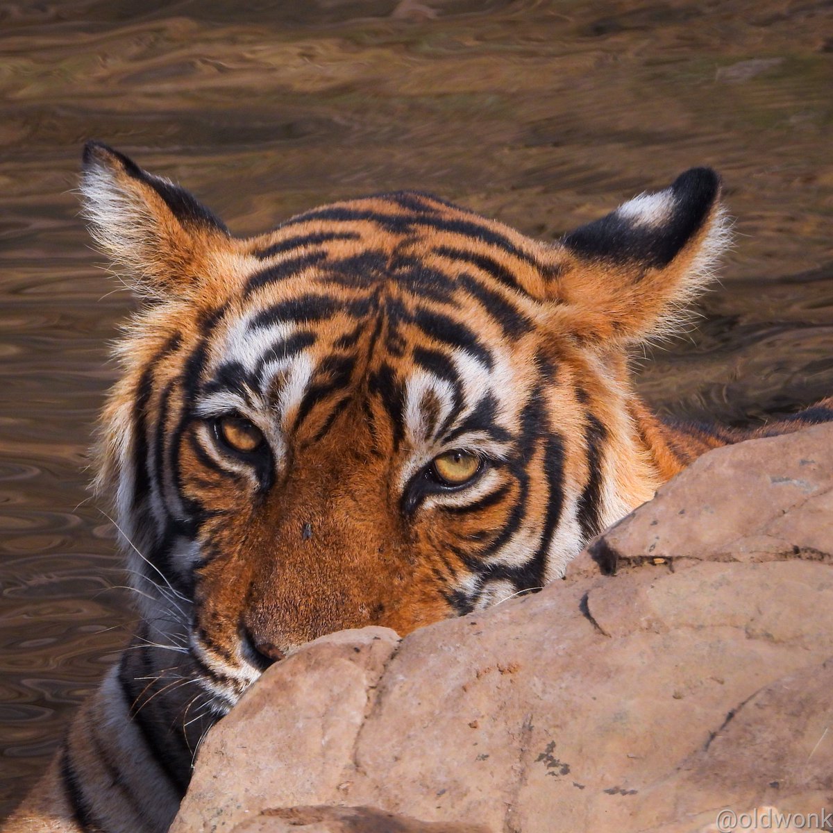 In the memory of @adityadickysin, a tiger we lost too soon. #TigersForDicky