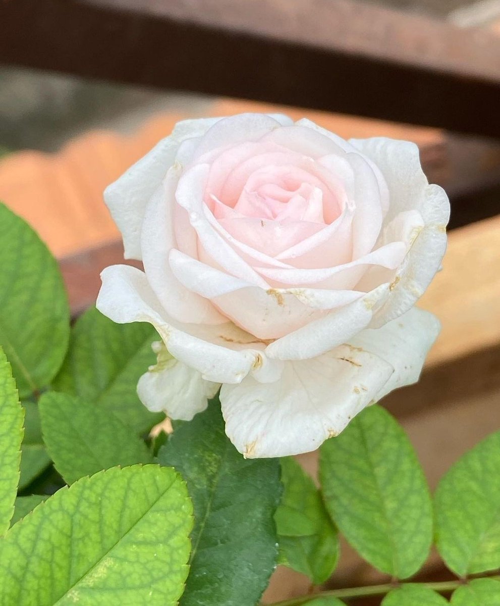 i_swaroopjr's tweet image. T G I F 🩷
#FridayViews #Rose #Photography #TwitterX #Flower #PotPlants #FlowerPhotography