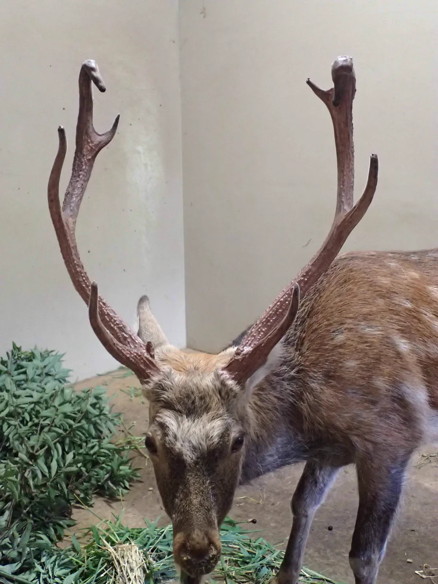 上野動物園［公式］ on X: 