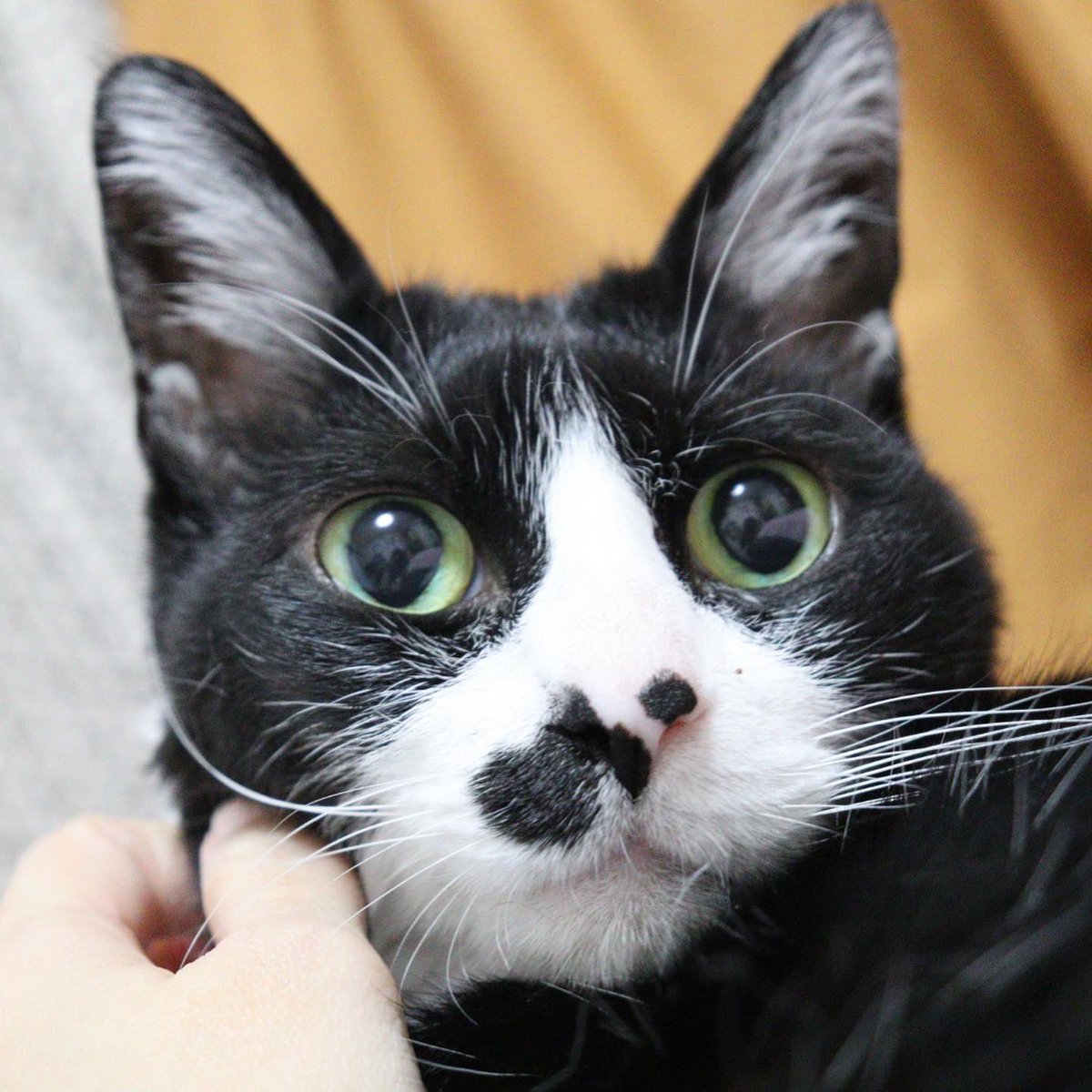 kotomac's tweet photo. 朝の奇跡の顔。
カメラ嫌いのうちの猫。
#13歳猫

 #ハチワレは世界を救う協会 https://t.co/UcvIu4lUvh