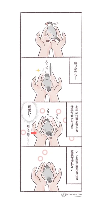 座りながらお尻の位置を整える仕草がとても好き
#文鳥 
#4コマ漫画 

*過去作ダウンロードできます!(固定ツイート参照) 