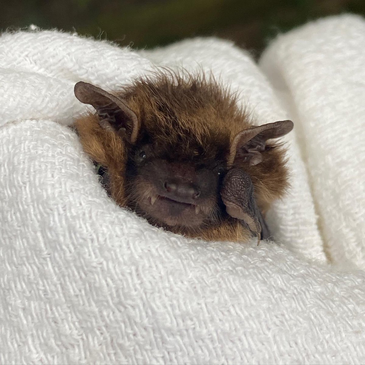 pabatrescue's tweet photo. Sometimes we can’t handle the cuteness. Most bat teeth are not visible unless they are eating, or illustrating defensive behavior. For this juvenile big brown, his teeth are naturally positioned in this unnatural way. https://t.co/zESoYaNgSB