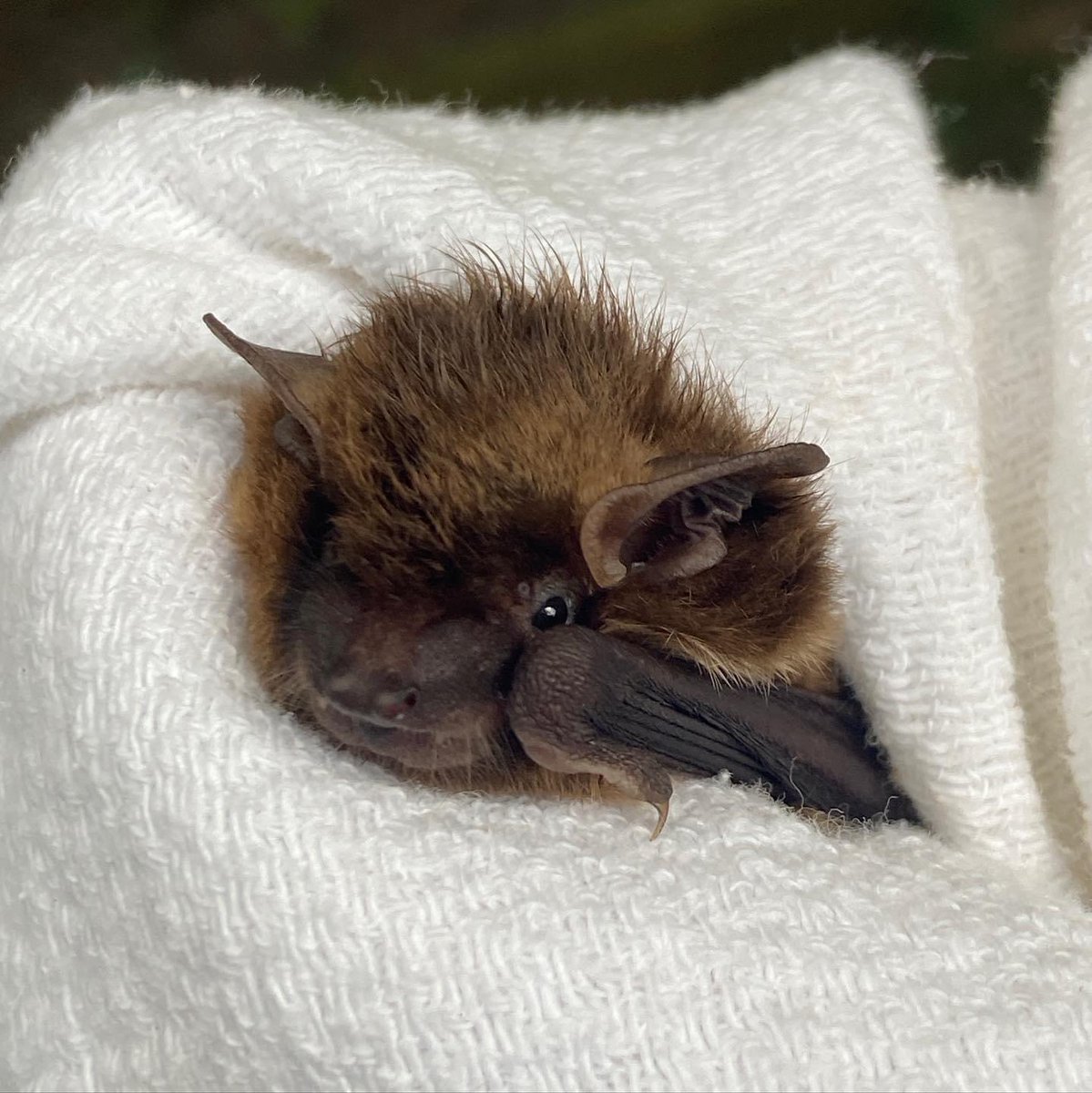 Sometimes we can’t handle the cuteness. Most bat teeth are not visible unless they are eating, or illustrating defensive behavior. For this juvenile big brown, his teeth are naturally positioned in this unnatural way.