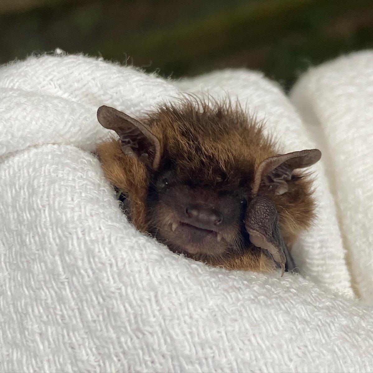 pabatrescue's tweet photo. Sometimes we can’t handle the cuteness. Most bat teeth are not visible unless they are eating, or illustrating defensive behavior. For this juvenile big brown, his teeth are naturally positioned in this unnatural way. https://t.co/zESoYaNgSB