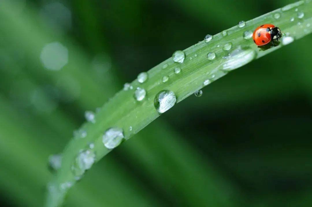 Aunicornglass's tweet photo. It is White dew today
 One of the 24 traditional Chinese solar terms.
White Dew indicates the real beginning of cool autumn. The temperature declines gradually and vapors in the air often condense into white dew on the grass and trees at night
#Aunicornglass #buidlingglass #glass https://t.co/7R1sNFjD3d
