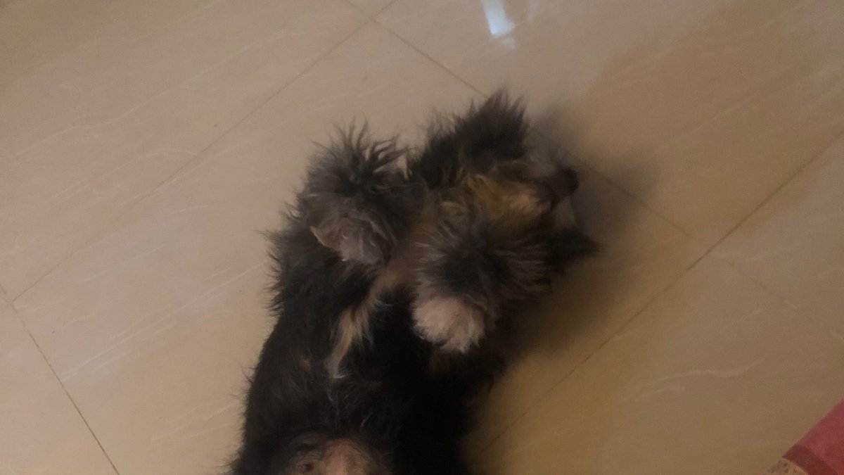 [studytwt unrelated tweet]

currently studying for our prelims and I just received a news from my mom that our dog for 6 years just died. the jeep probably didn’t see her. i’m just torn.