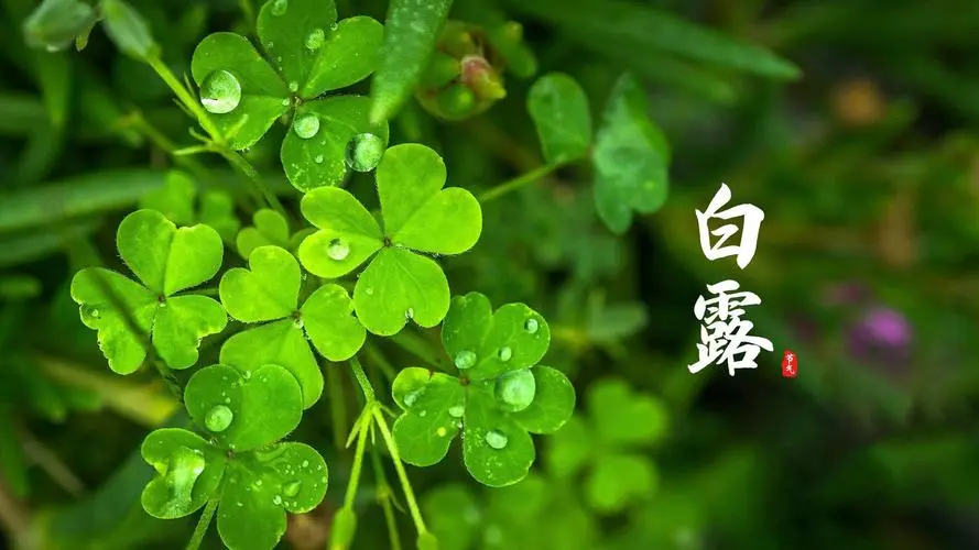 Aunicornglass's tweet photo. It is White dew today
 One of the 24 traditional Chinese solar terms.
White Dew indicates the real beginning of cool autumn. The temperature declines gradually and vapors in the air often condense into white dew on the grass and trees at night
#Aunicornglass #buidlingglass #glass https://t.co/7R1sNFjD3d