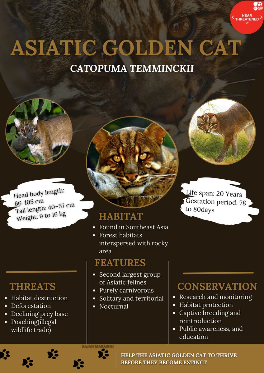 marasini7_rajan's tweet photo. “What is man without the beasts? If all the beasts were gone, man would die from a great loneliness of the spirit. For whatever happens to the beasts, soon happens to man. All things are connected”
Chief Seattle
#wildlife
#asiaticgoldencat
#conservationposter https://t.co/sOaOVvd42v