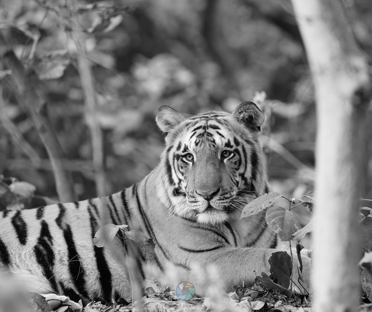 #TigersForDicky here is one from Pilibhit to pay Homage to the true Tiger Lover @adityadickysin. 
#IndiAves 
#ThePhotoHour 
#wildlifephotography 
#NaturePhotography