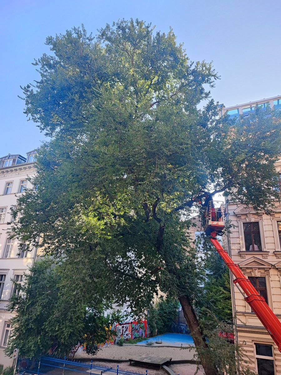 Tim Gabel (@gabel_tim) on Twitter photo In der Solmsstraße Berlin fällen sie gerade eine 60 Jahre alte Ulme, angeblich aus Sicherheitsgründen. Der Baumfäller sagt aber selbst, dass ein Beschnitt genügt hätte. Apropos Schatten in Großstädten ist wichtig. <a href="/BA_Xhain/">Bezirksamt Friedrichshain-Kreuzberg</a> <a href="/NABU_Berlin/">NABU Berlin</a> <a href="/gruene_berlin/">GRÜNE BERLIN</a> In der Solmsstraße Berlin fällen sie gerade eine 60 Jahre alte Ulme, angeblich aus Sicherheitsgründen. Der Baumfäller sagt aber selbst, dass ein Beschnitt genügt hätte. Apropos Schatten in Großstädten ist wichtig. <a href="/BA_Xhain/">Bezirksamt Friedrichshain-Kreuzberg</a> <a href="/NABU_Berlin/">NABU Berlin</a> <a href="/gruene_berlin/">GRÜNE BERLIN</a>