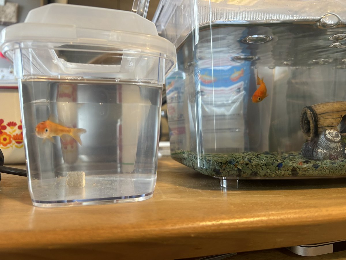 arimo_music's tweet photo. 先週のお祭りで予定外にお迎えした金魚２匹。
おにぎりちゃん(左←コラッコが名付けた)と、おきんちゃん(右)。
おにぎりちゃんは神経質そうで2日目に体に異変が出て弱ったので塩水浴で治療中。
今はとっても元気になってきたー！って思ってたら次はおきんちゃんが白点病になっちゃった…
金魚難しい… https://t.co/AYYpceDzV7