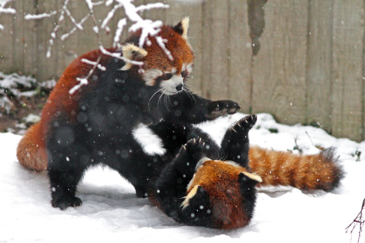 RedPandaEveryHr's tweet photo. https://t.co/xZjmOlbIRA