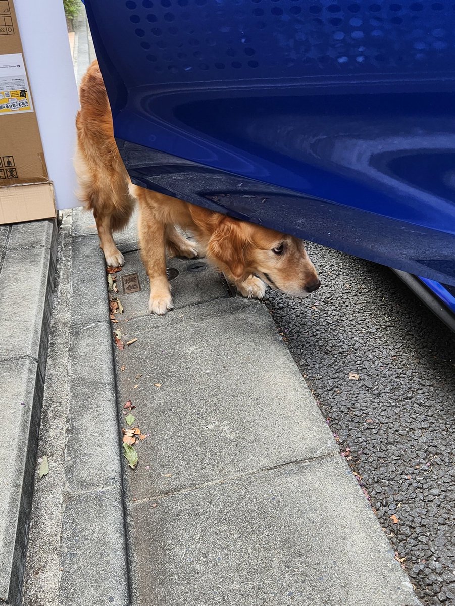 Jessica_GRjp's tweet photo. 先日洗車したばっかりなのに台風か。。

みなさんも台風にはお気をつけください。

#ゴールデンレトリバー
#犬のいる暮らし 
#犬のいる生活 
#WRXSTI https://t.co/0z4hVUbDGL