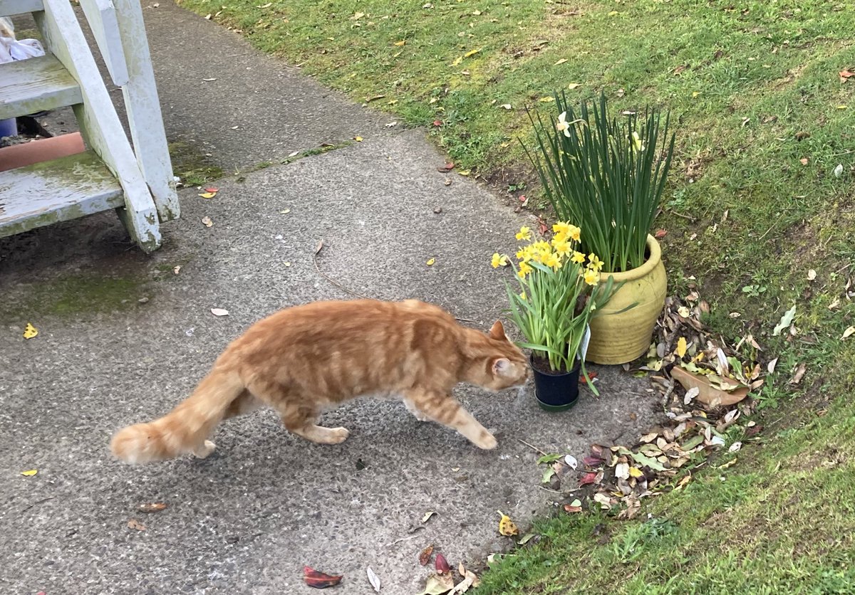 FelineGourmet's tweet photo. The official First Day Of Spring may have been a week ago, but it's taken a while for our pots of daffodils to realise it!
They're finally out, so The Tail and I had to check them out and give them the Ginger Tick of Approval ✅
#catsoftwitter
#SpringIsSprung 🌷 https://t.co/ThEEHmblk8