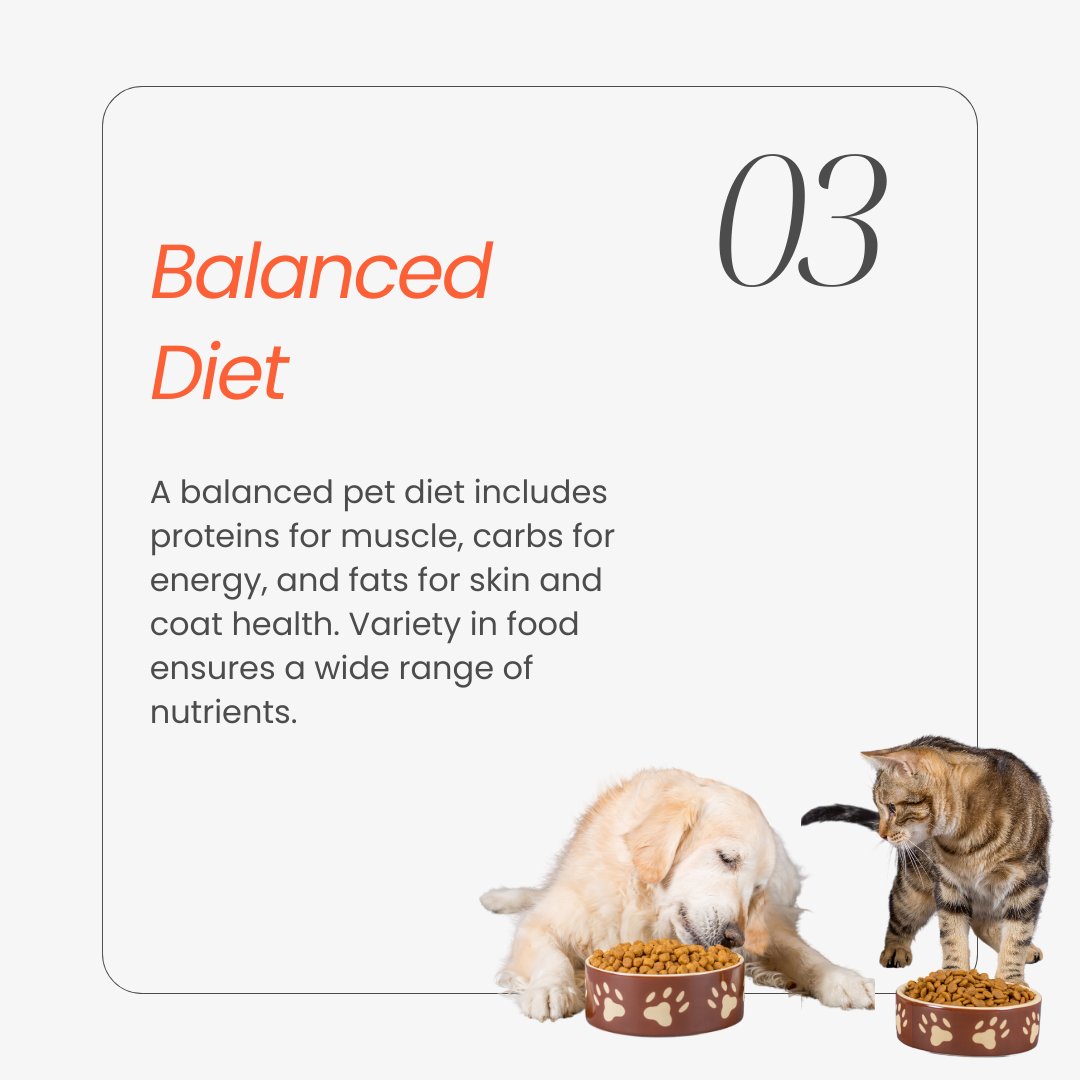 Elevate your pet's well-being with the power of knowledge!

#pets #pet #dogs #pethealth #petcare #cats #dog #petnutrition #doglife #dogsworld #catlife #doggo #picpets #cutedogs #petlovers #uk #bhfyp