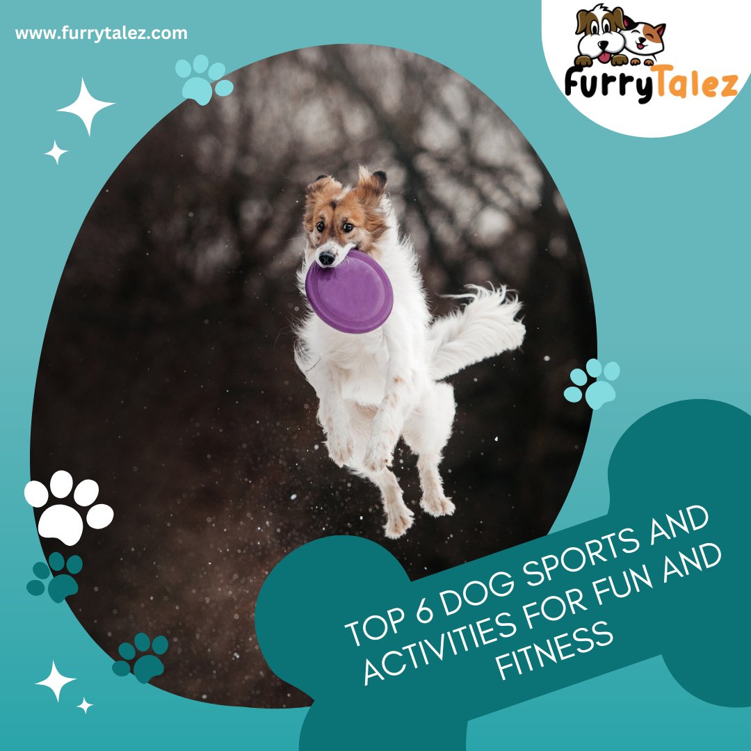 FurryTalez's tweet photo. 🐾 Looking for pawsome ways to keep your #furryfriend fit and happy? 

Check out our top 6 #dogsports and activities! 

From agility courses to fetch in the park.🎾

Click here for details: https://t.co/Y2L0vOZOjy

👉𝐅𝐨𝐥𝐥𝐨𝐰 𝐮𝐬: @FurryTalez https://t.co/y0XmstAQbI