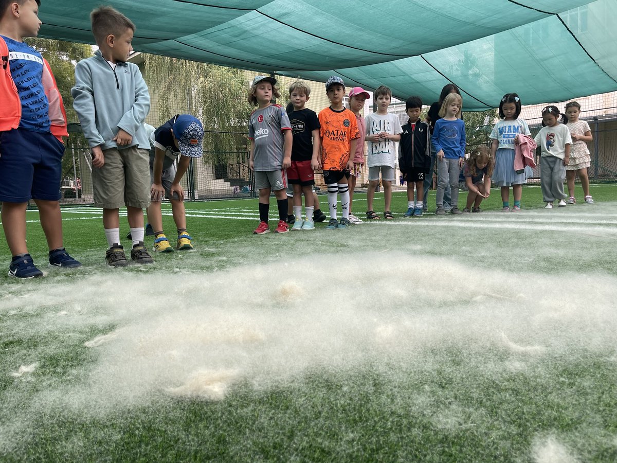 BrianJKasper's tweet photo. What do Grade 1 students do when they encounter cattail (Typha) seeds ...#play #tashschool @billkralovec @LenaGT @DohaDerek #OutdoorLearning #Nature https://t.co/vi172YOddL