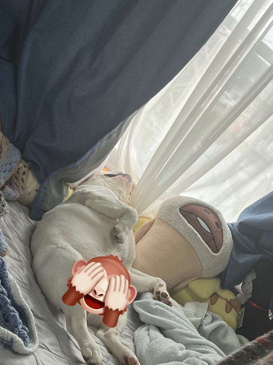 boolanc719's tweet photo. 寝姿が完全におじさん🤣 https://t.co/KKHQbEyBjZ