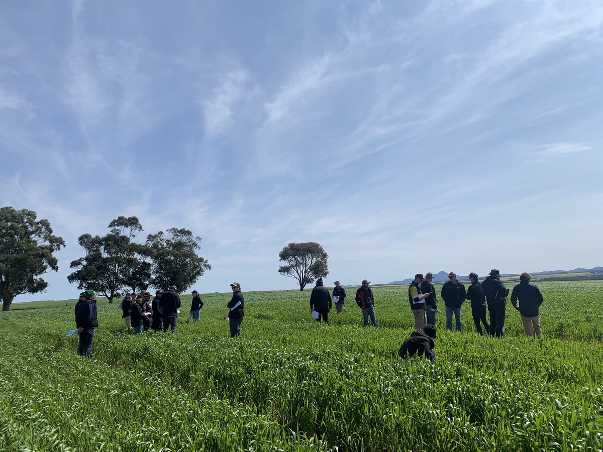 Stirlings2Coast's tweet photo. Great to be out checking the @summitfertz Nitrogen Source Trial at Woogenellup this Spring Field Day and discuss the use of Urease Inhibitors & Nitrogen Use Efficiency #springfieldday #agtrials πΎ π https://t.co/oSQUzgDkvi