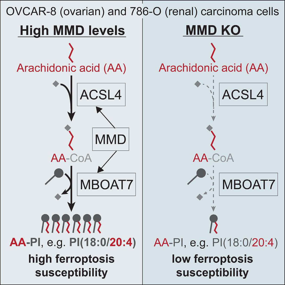Vaishnavi Phadnis (@vaishnavip27) on Twitter photo My first first-author paper is now <a href="/CellReports/">Cell Reports</a>! We discovered that the Golgi scaffold protein MMD regulates lipid metabolic flux and ferroptosis susceptibility through ACSL4 & MBOAT7, which together generate 20:4 (AA)-containing PI phospholipids. cell.com/cell-reports/f… 🧵 My first first-author paper is now <a href="/CellReports/">Cell Reports</a>! We discovered that the Golgi scaffold protein MMD regulates lipid metabolic flux and ferroptosis susceptibility through ACSL4 & MBOAT7, which together generate 20:4 (AA)-containing PI phospholipids. cell.com/cell-reports/f… 🧵