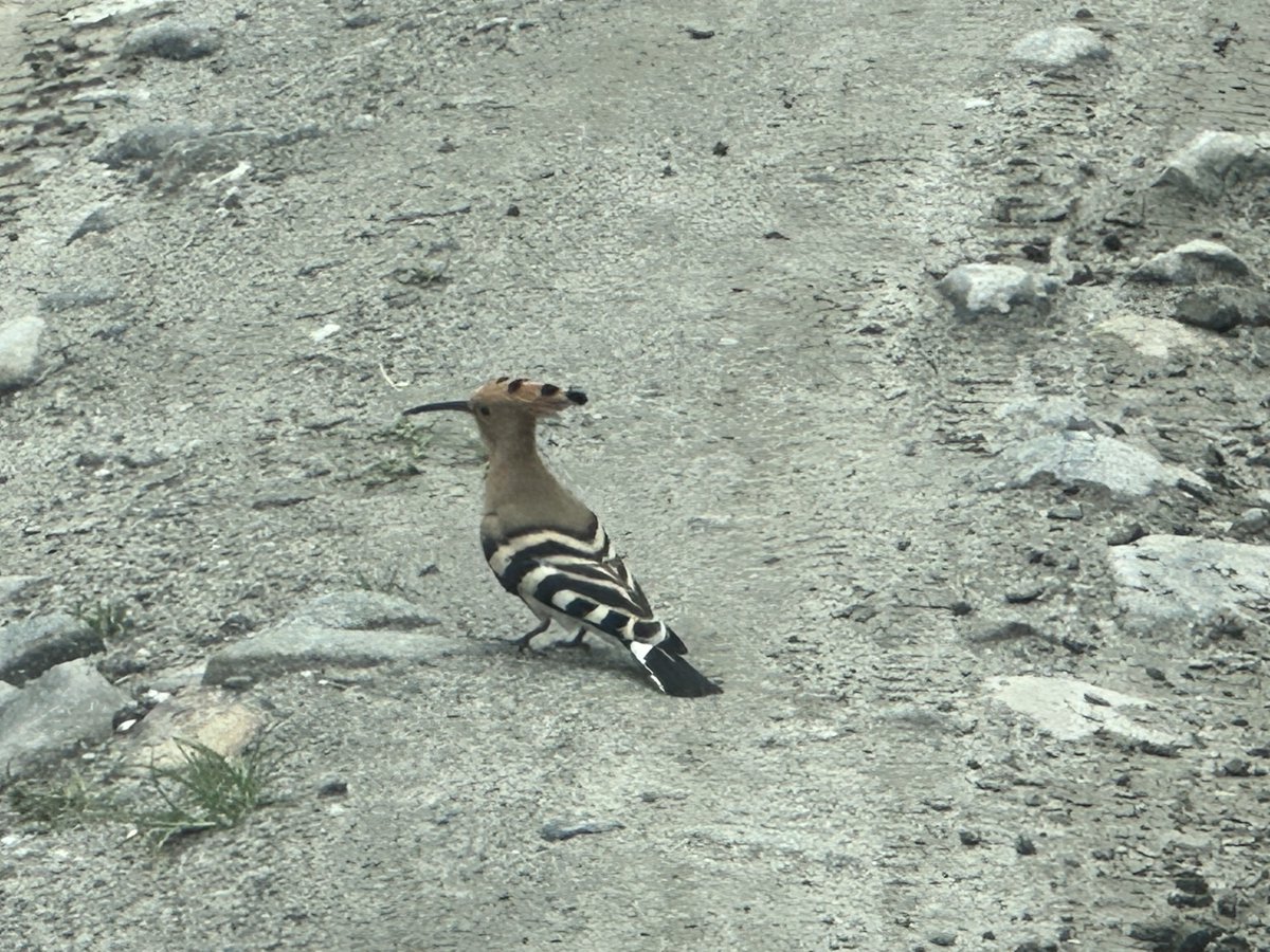 ptkums's tweet photo. भर्खर बाटोमा यूरासियन हुपी (Eurasian Hoopoe), अर्थात् Upupa epops नामक चरासँग जम्काभेट भयो ! यसलाई तामाङ भाषामा पाङ दोङ लेम्बा (शिर ठाडो हुने लाटो चरा) भनिने रहेछ ;)) https://t.co/akA3agNYWU