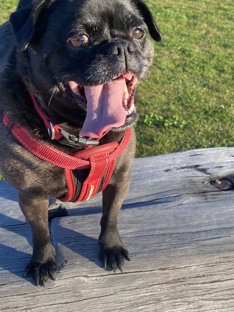 kateinthebay's tweet photo. Days are getting longer, the sun is out and it’s warm. There is nothing better than getting home on Friday and letting #tedna loose! The joy. https://t.co/EOCrYrKFc9
