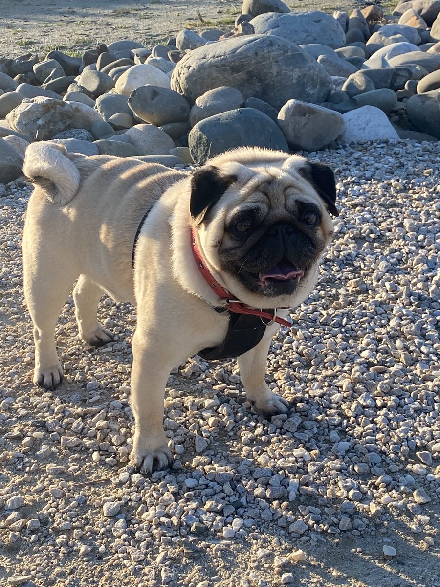 kateinthebay's tweet photo. Days are getting longer, the sun is out and it’s warm. There is nothing better than getting home on Friday and letting #tedna loose! The joy. https://t.co/EOCrYrKFc9
