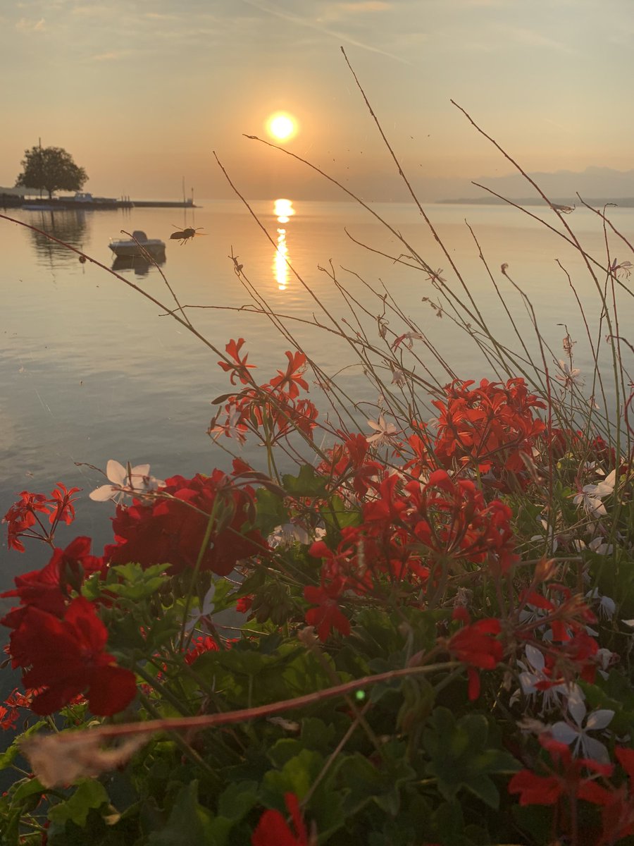 Light dribbling 🖊️🌞✏️

 #5amwritersclub 🌺