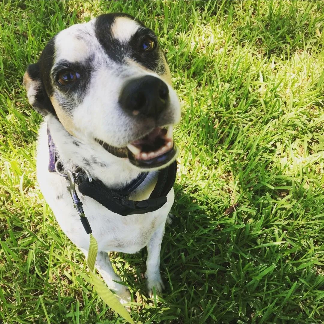 My dog, Pepper, has passed away 20 days shy of 16 years old

He was the light of my life and at many points my only reason to live. Most of all I am so so proud to have been bonded to this dog for 14 years and to have called him my companion for so long. He was a damn good dog.