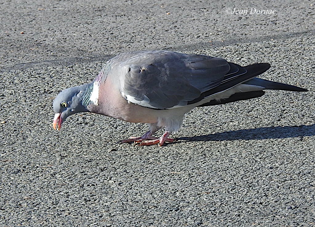JeanDornac's tweet photo. Ah les radins ! C’est tout ce qu’ils m’ont laissé ? Même pas une vraie miette ! se dit le pigeon ramier déçu et en colère... #radins #vraie #miette #pigeon #ramier #déçu #colère #parking #Günzburg #Lannion #CôteArmor #Bretagne #France https://t.co/KYJtYBSLrJ