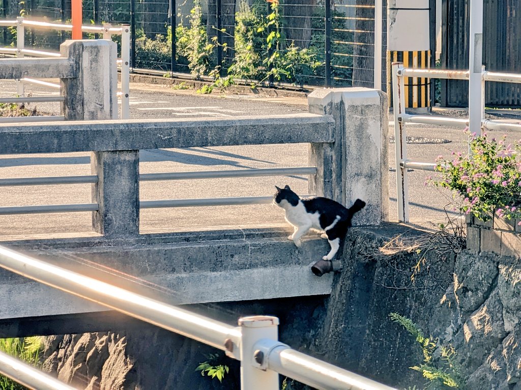 inasayan's tweet photo. 「このはし渡るべからず、、だと！？」
＃橋 #猫 https://t.co/EoYJfWPUly