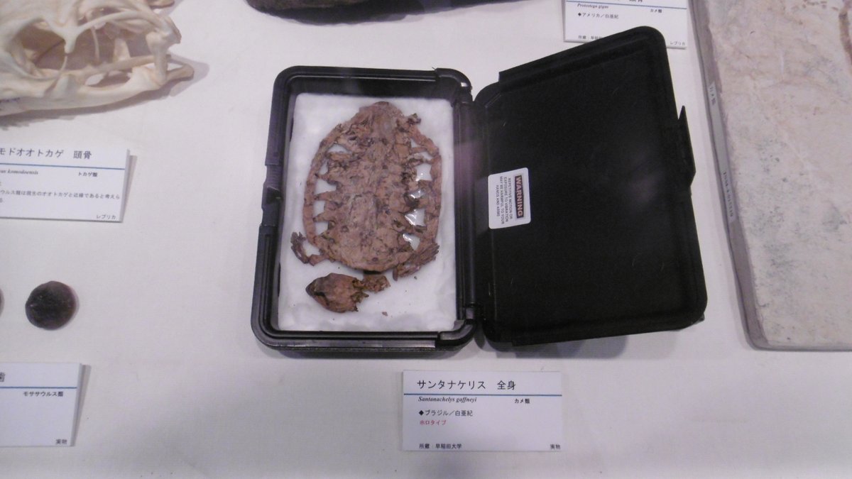 マ・ヌケサク tweet media