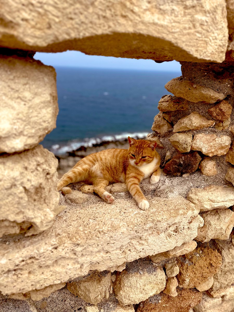 Current mood. 🐱🏝️

#catcontent #vacationing