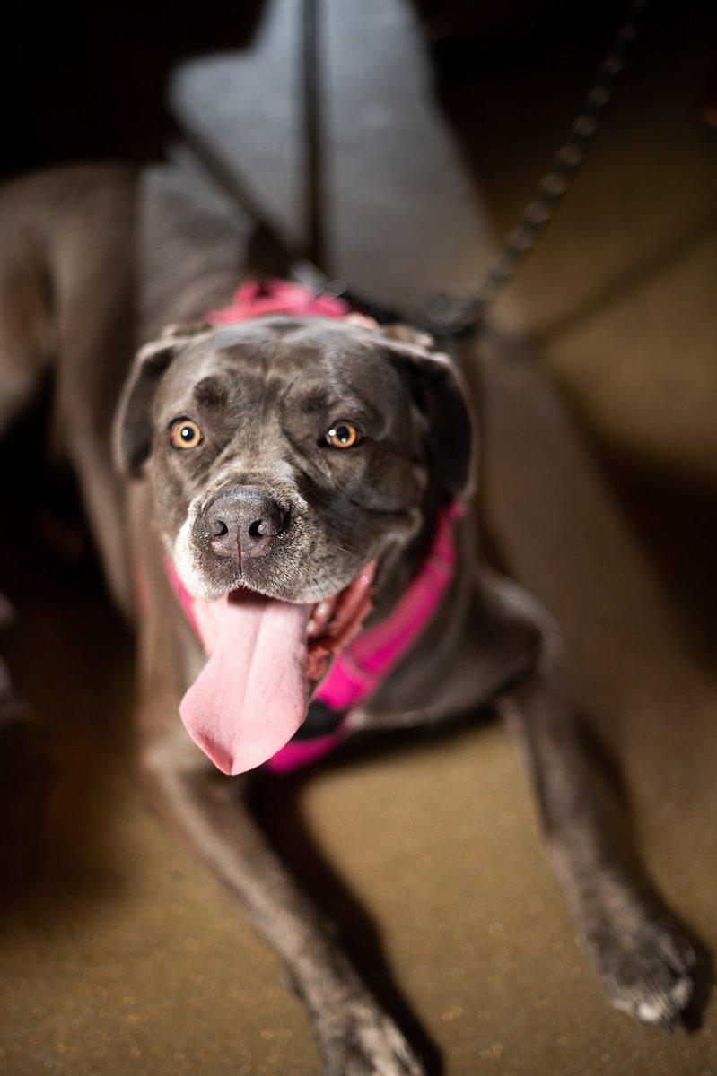 Today is National Stand Up to Cancer Day - a day to both raise awareness about cancer and support the fight against cancer. 

We cannot think of a better day to announce the 15th annual Pets on Parade on Friday October 27th at Main Street Station. petsonparade2023.cbo.io