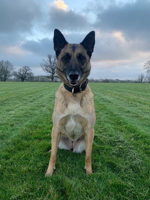 HantsTVPolDogs's tweet photo. 🐾PD Layla🐾
Last week, in Maidenhead, a vehicle on cloned plates has crashed and the driver decamped. PD Layla and her handler were quick to respond, and put her nose to use. She has tracked the driver and located him hiding under a hedge! #OneDetained #PoliceDog #TheNoseKnows. https://t.co/jtQLqEduZn