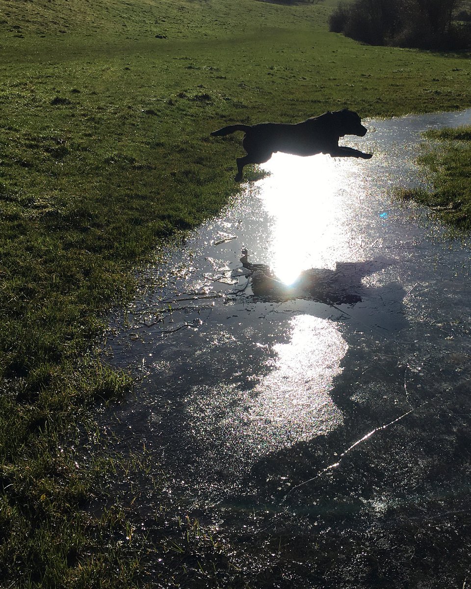 Visual_Theology's tweet photo. Sister Moon is the secret glassine glint
In the ice above the river deep.
To fall there, with her, is to be sprung from sorrow.
#Psalm69 #SisterMoon #CanticleoftheSun #StFrancis #Gus
#ice #source #RiverAvon #Wiltshire #labrador https://t.co/wBRcVoCuXR