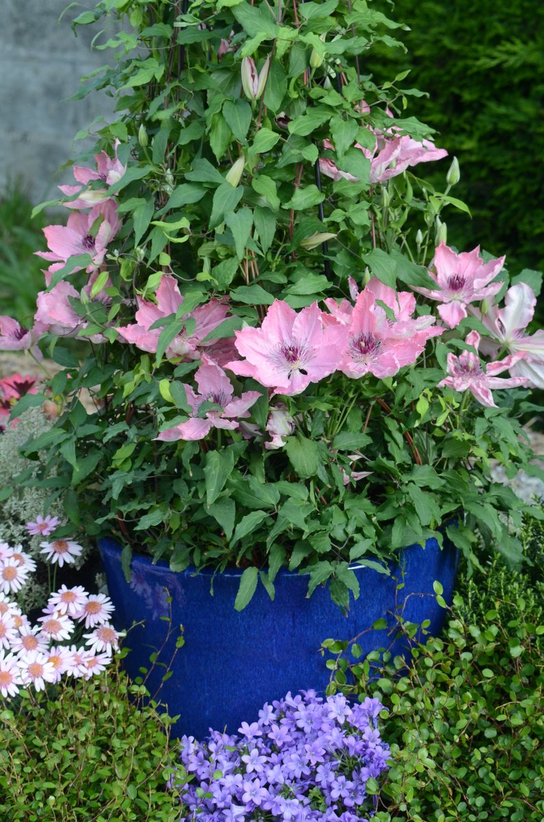RaymondEvison's tweet photo. AUTUMN SALE Don't miss out!
It's not just Clematis Sarah Elizabeth Evipo098(N) that has 20% off, all of our clematis are in the Autumn sale on our website.
Visit https://t.co/sQhCQsHyki and use SEPT20 at checkout to claim your 20% off.
Limited stocks, only UK and Channel Islands. https://t.co/M4LfDHusFy