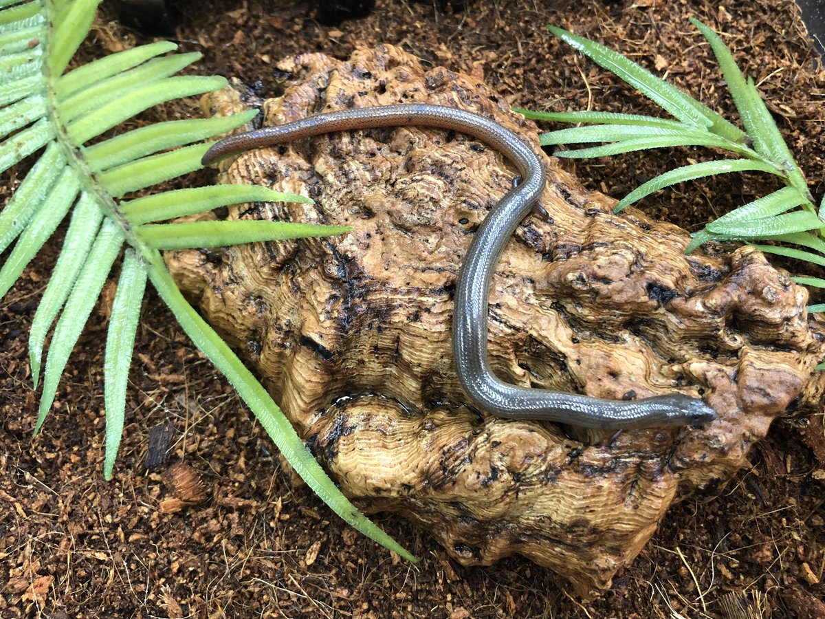 ペポニ@リミックス みなと店 tweet media