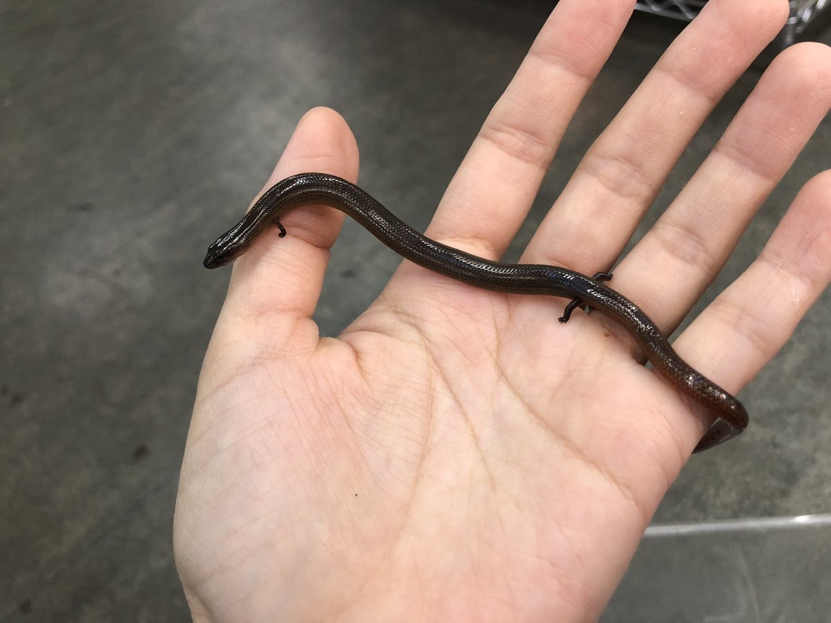 ペポニ@リミックス みなと店 tweet media