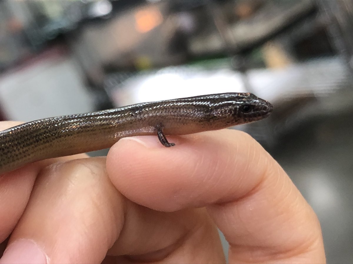 ペポニ@リミックス みなと店 tweet media